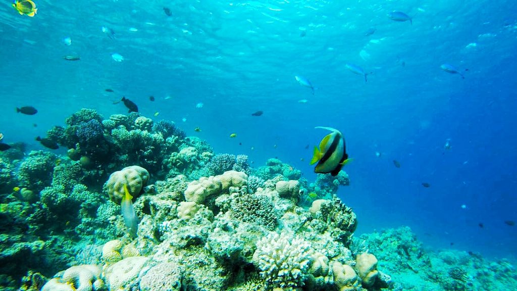 Diving, underwater, egypt, sharm el sheikh, fish, blue sea, girl, blog, blogger, miriam ernst, be-sparkling