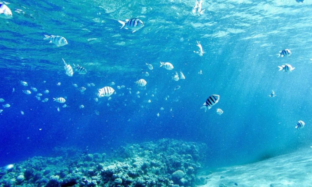 Sharm el Sheikh, Egypt, Royal Savoy, Savoy Group, underwater, corals, colourful, korallen, unterwasser