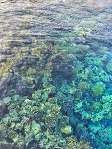 sharm-el-sheikh-corals-colourful-underwater