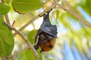 Maldives, Island, Paradise, flying fox, cute