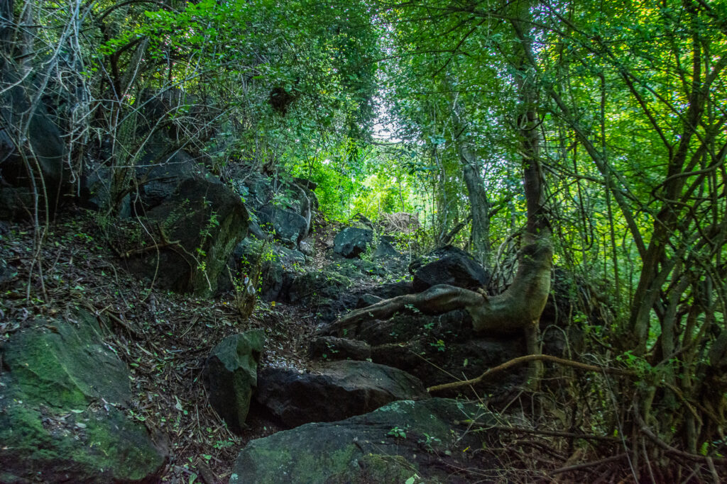 Caribbean, Grenada, Hash, Forest, Trail