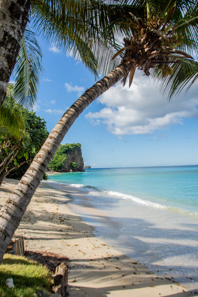 Caribbean, Grenada; Grooms, Beach, Palm trees