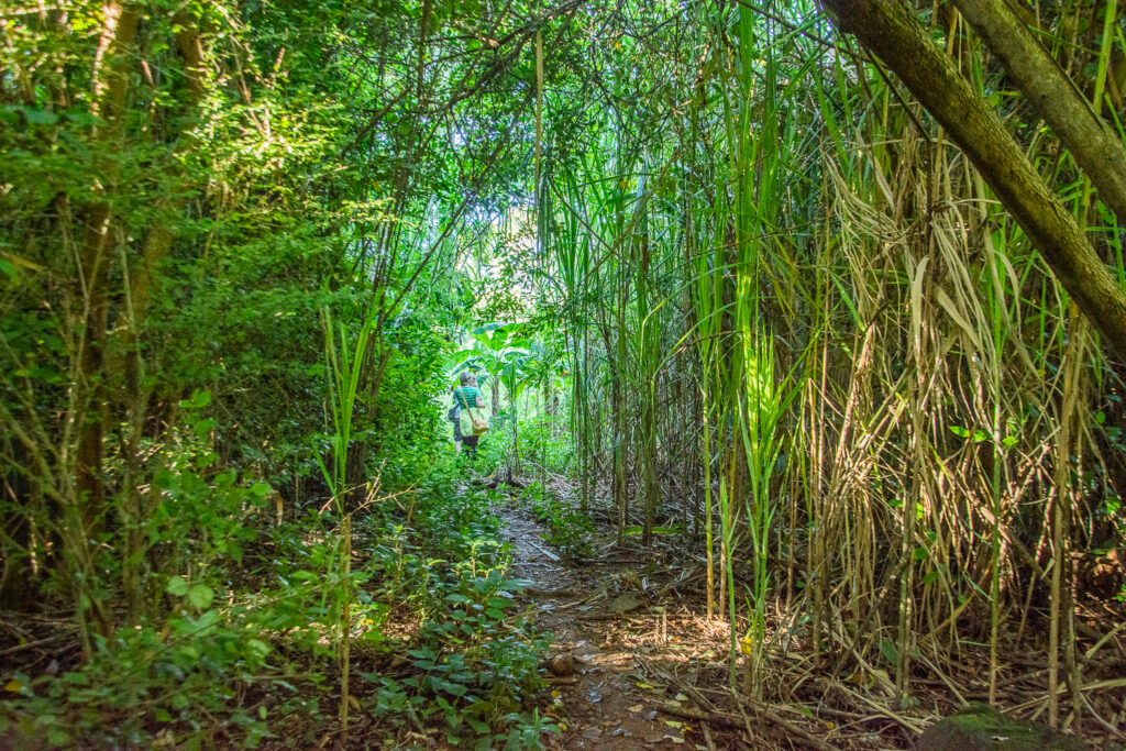 Caribbean, Grenada, Hash, Forest, Trail